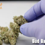 How to Buy Cheap Buds Without Compromising on the Quality
