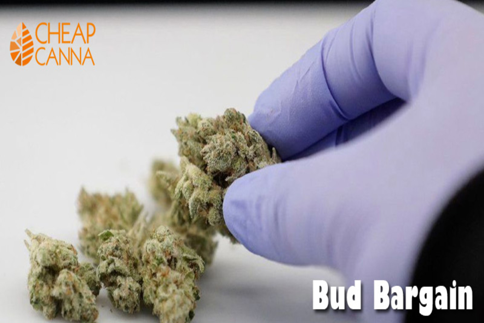 How to Buy Cheap Buds Without Compromising on the Quality