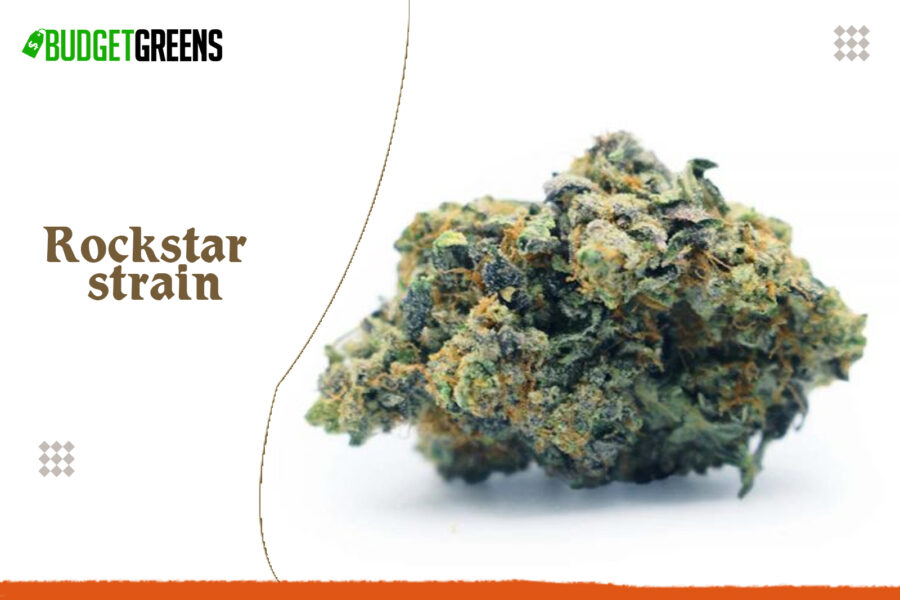 Everything You Need to Know About the Rockstar Marijuana Strain